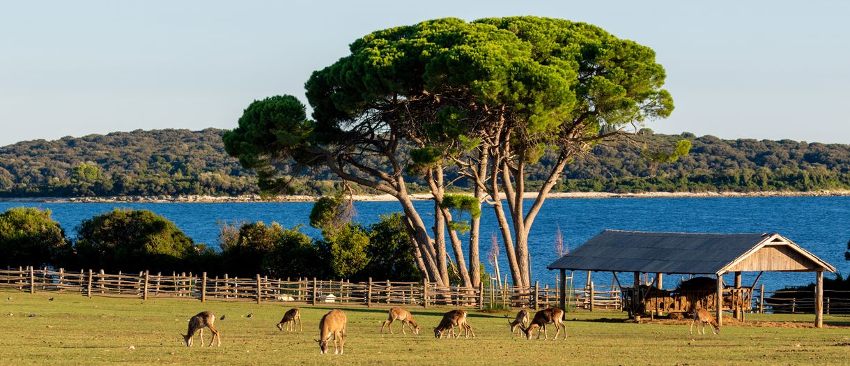 Park Safari na wyspie Veliki Brijun