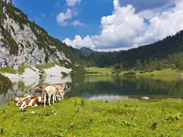 Spokojne jezioro w pobliżu kempingu Roan Bella Austria.