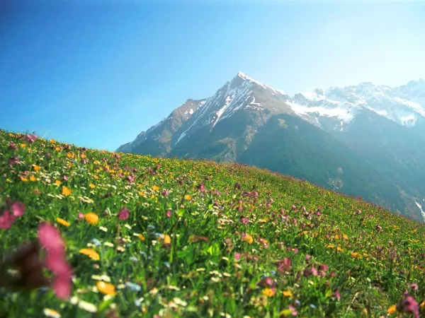 Kolorowe otoczenie w pobliżu kempingu Roan Bella Austria.