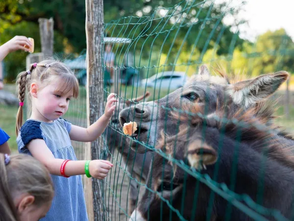 Karmienie osłów na kempingu Roan de Bonnal.