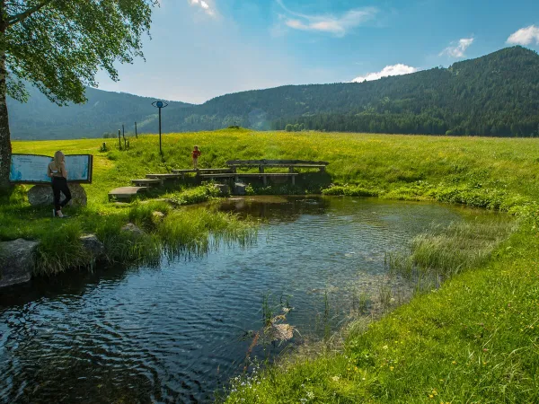 Zielone otoczenie na kempingu Roan Bella Austria.