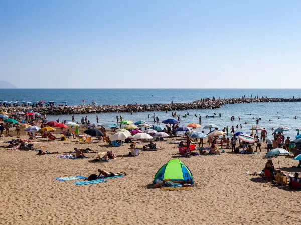 Plaża w pobliżu kempingu Roan Park Albatros.