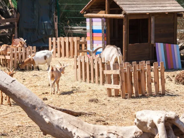 Zoo dla zwierząt na kempingu Roan Méditerranée Plage.