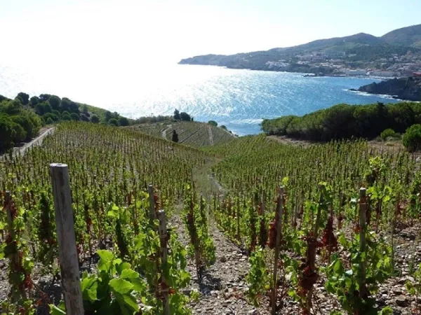 Winnice w pobliżu kempingu Roan La Sardane.