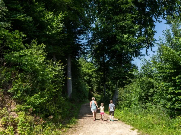 Szlak turystyczny w pobliżu kempingu Roan hu Birkelt village.