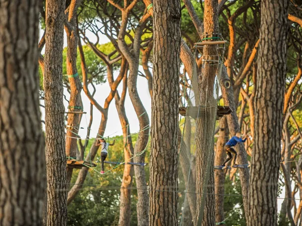 Kurs wspinaczki po drzewach w Roan Camping Park Albatros.