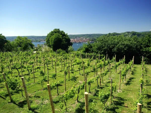 Winnica w pobliżu kempingu Roan Lido Verbano.