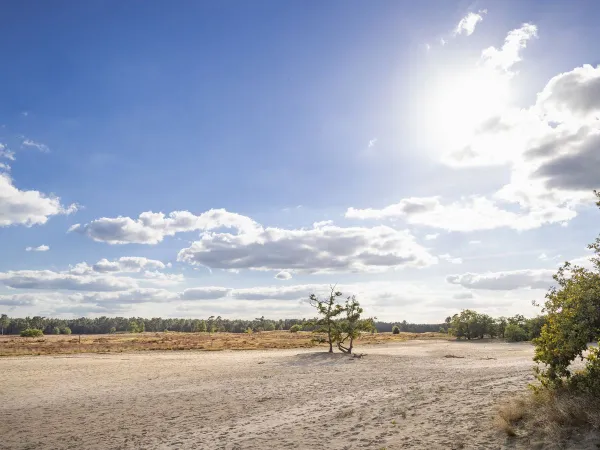 Drunense Duinen w Marvilla Parks Kaatsheuvel.