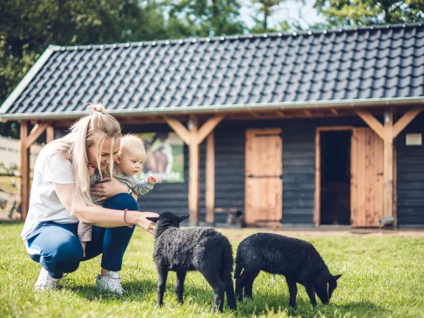 Zoo dla zwierząt na kempingu Roan Ackersate.