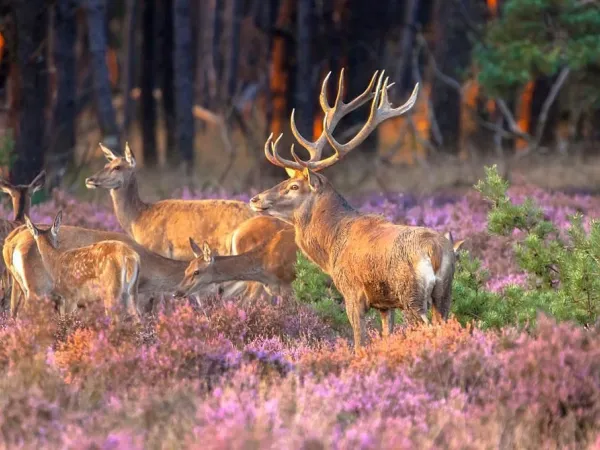 Obserwowanie zwierzyny w Veluwe na kempingu Roan Ackersate.