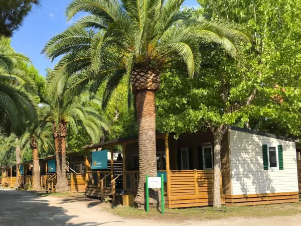 Ulica z palmami między domkami mobilnymi Roan na kempingu Roan Playa Montroig.