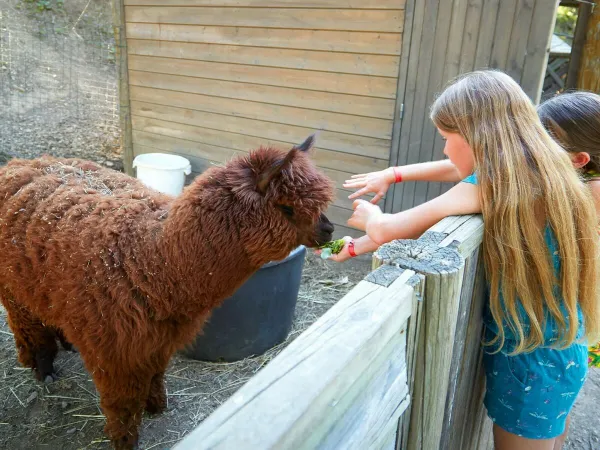 Zoo dla zwierząt na kempingu Roan Verdon Parc.