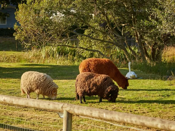 Zoo dla zwierząt na kempingu Roan Grande Métairie.