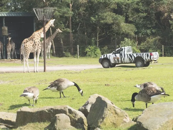 Safaripark de Beekse Bergen w pobliżu kempingu Roan Marvilla Parks Kaatsheuvel.