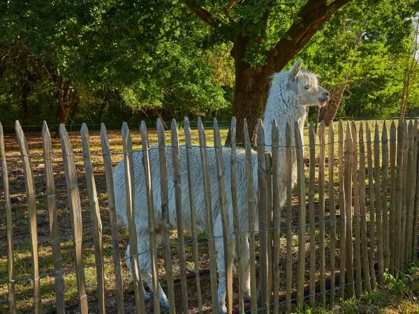 Alpaka w mini zoo na kempingu Roan La Pinède.