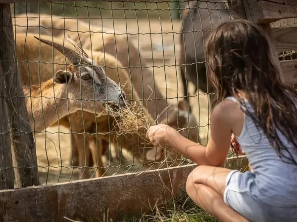 Zoo dla zwierząt na kempingu Roan Méditerranée Plage.