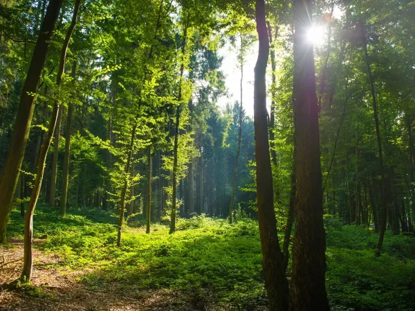Piękne lasy w pobliżu kempingu Roan Le Lac des Vieilles Forges.