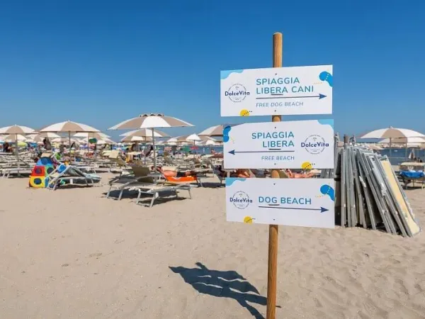 Piaszczysta plaża na wybrzeżu Adriatyku bezpośrednio przylegająca do kempingu.