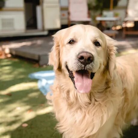 Zarezerwuj teraz wakacje last minute z psem